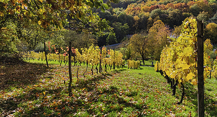 Image showing Vineyard in autumn