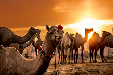 Image showing Camels at the Pushkar Fair, also called the Pushkar Camel Fair o