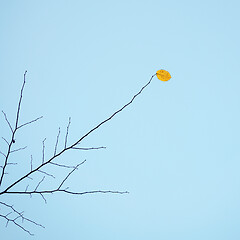 Image showing autumn colored leaf