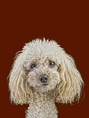 Image showing Apricot Medium Poodle Cutout