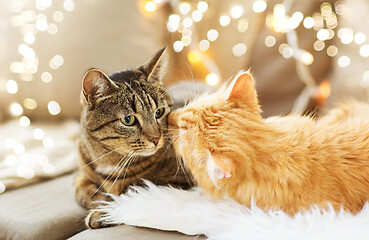 Image showing two cats lying on sofa with sheepskin at home