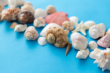 Image showing different sea shells on blue background