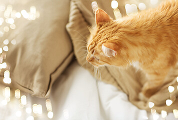 Image showing red tabby cat at home in bed