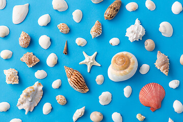 Image showing different sea shells on blue background