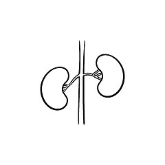 Image showing Kidneys hand drawn outline doodle icon.