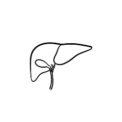 Image showing Human liver hand drawn outline doodle icon.
