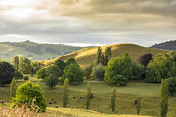 Image showing typical rural landscape in New Zealand