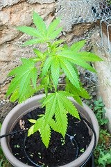 Image showing young cannabis plant