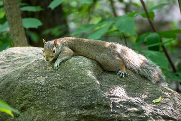 Image showing little sweet squirrel on a rock