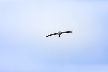 Image showing Albatross bird in the sky