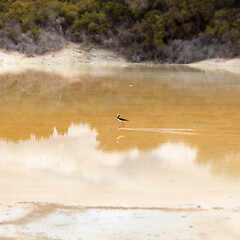 Image showing Pied Stilt in New Zealand standing in water