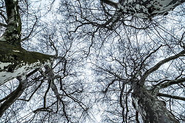 Image showing a leafless tree in the sky