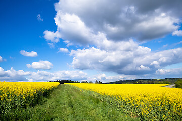 Image showing rape field spring background
