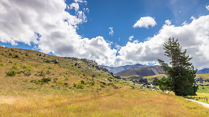 Image showing big tree landscape New Zealand south island