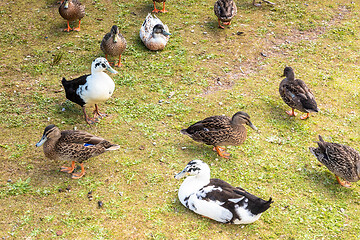 Image showing group of wild ducks in New Zealand