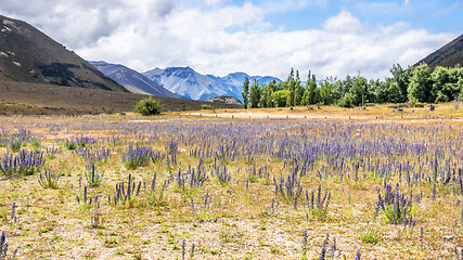 Image showing Landscape scenery in south New Zealand