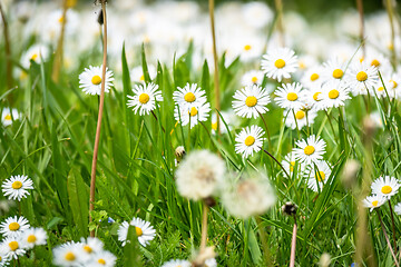 Image showing daisy flowers meadow background