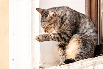 Image showing a cute cat outside at the window