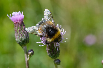 Image showing Buff-tailed bumblebee (Bombus terrestris) on flower