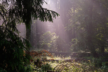 Image showing Sunbeam entering rich deciduous forest