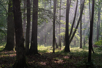 Image showing Misty sunrise morning in deciduous forest