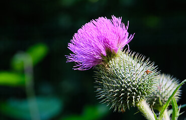 Image showing Spear Thistle(Cirsium Vulgare) flowering close up