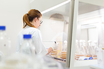 Image showing Female scientist working with bacteria in laminar flow at corona virus vaccine development laboratory research facility.