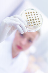 Image showing Scientist growing bacteria in petri dishes on agar gel as a part of scientific experiment.