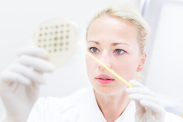 Image showing Scientist growing bacteria in petri dishes on agar gel as a part of scientific experiment.