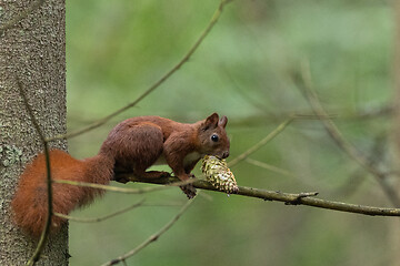 Image showing Eurasian Red Squirrel on spruce branch