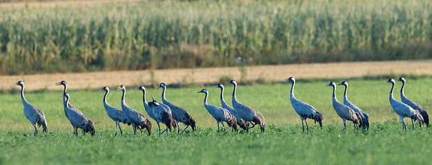 Image showing Group od Cranes(Grus grus) in row