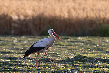 Image showing White Stork in meadow