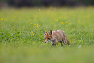 Image showing Red fox (Vulpes vulpes) watching