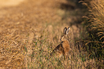 Image showing Hare in light of rising sun