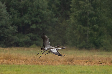 Image showing Cranes(Grus grus) take off