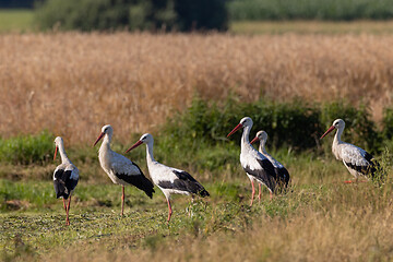 Image showing Group of White Stork in meadow