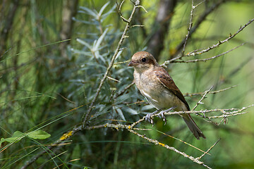 Image showing Red-backed Shrike (Lanius collurio) female