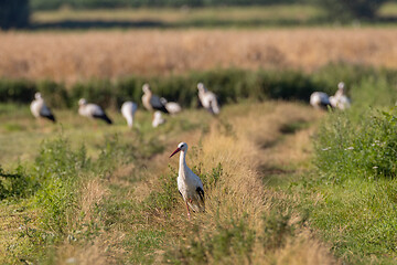 Image showing Group of White Stork in meadow