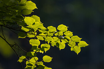 Image showing Small-leaved Lime(Tiliaa cordata) tree branch