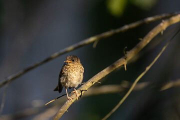 Image showing Juvenile Eurasian Wren(troglodytes troglodytes) on branch