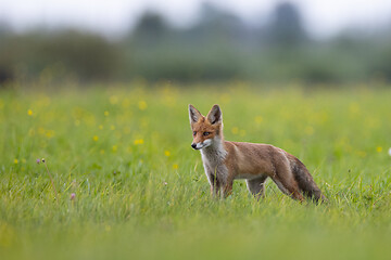 Image showing Red fox (Vulpes vulpes) watching