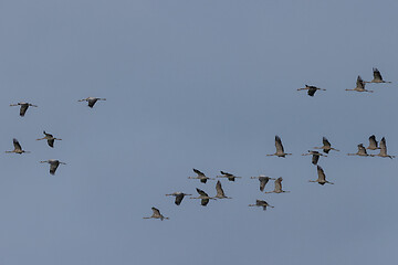 Image showing Common Crane (Grus grus) in flight