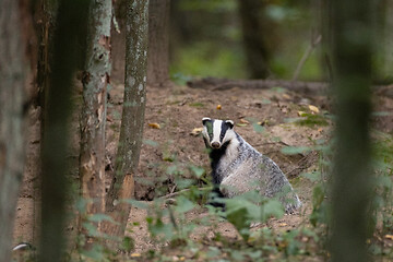 Image showing European Badger(Meles meles) in fall