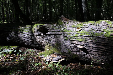 Image showing Broken lying downt linden tree log