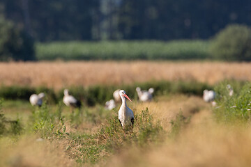 Image showing Group of White Stork(Ciconia ciconia) in meadow