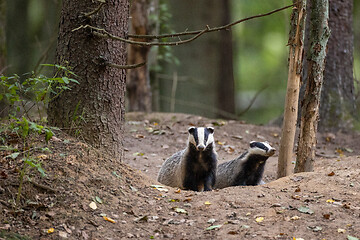 Image showing European Badger couple(Meles meles) in fall evening