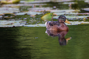 Image showing Mallard (Anas platyrhynchos) female during foraging