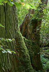 Image showing Old oak stump moss wrapped in foreground