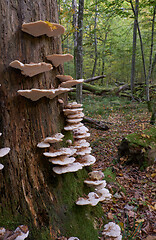 Image showing Autumnal fungus grows over stump