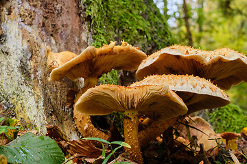 Image showing Inedible mushrooms against moss covered log